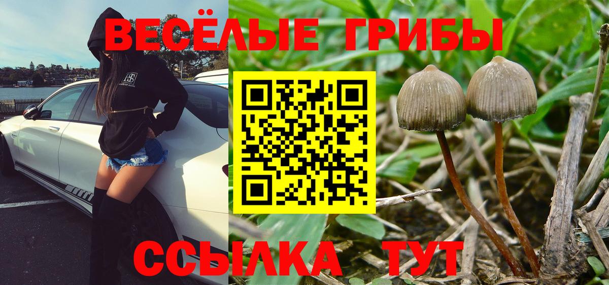 где купить наркоту  Галлюциногенные грибы Psilocybine cubensis  Псилоцибиновые грибы мицелий  Вход с VPN  Саранск 